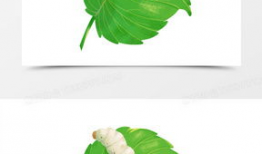 蚕的漫画,从卵到丝的奇幻之旅