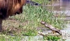 狮子短视频,探寻非洲草原霸主的传奇故事